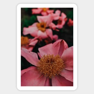 Pink Peony Flower Study 2 Sticker